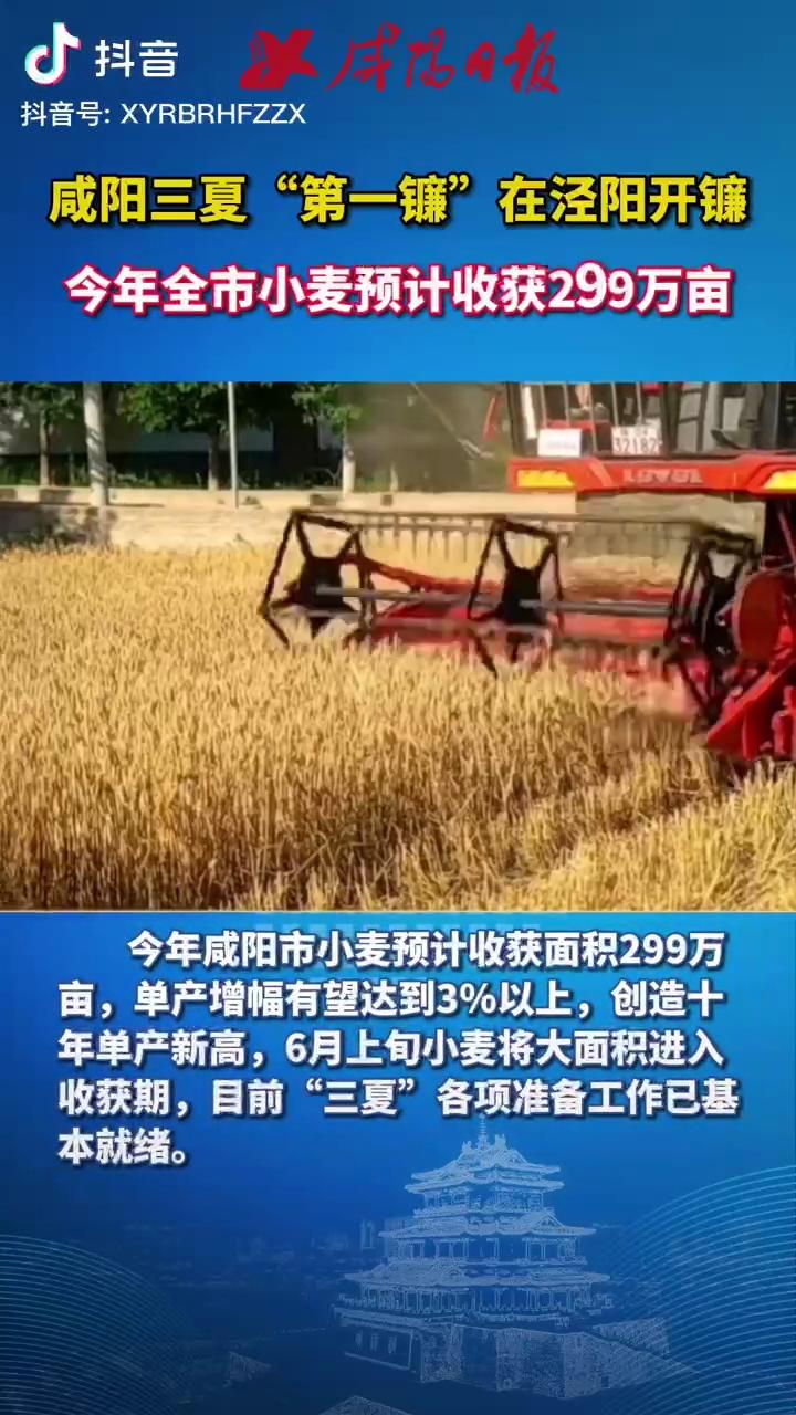 咸阳三夏“第一镰”在泾阳开镰